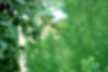 Yeşil bulanık arka plan ve güneş ışığı. arkaplanın yeşil arkaplanı .