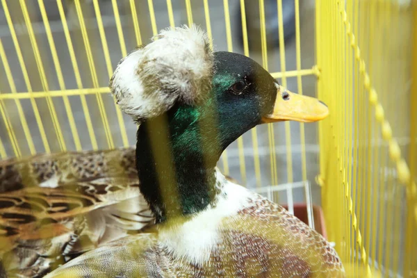 Pato Cinzento Trancado Dentro Gaiola Amarela Parecendo Triste Dobradiça Manchado — Fotografia de Stock