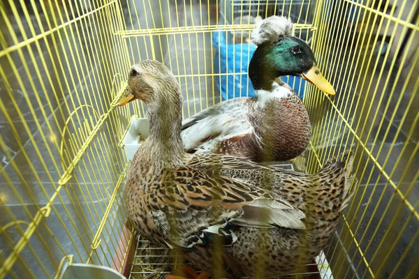 Pato manchado com tinta na gaiola. Patos cinzentos trancados dentro da gaiola  . — Fotografia de Stock