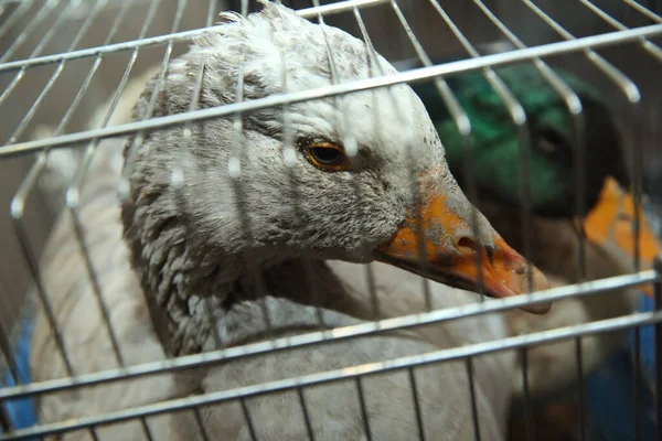 Pato manchado com tinta na gaiola. Patos cinzentos trancados dentro da gaiola  . — Fotografia de Stock