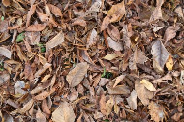 Yerde sarı yapraklar var. Orman zeminindeki renkli sonbahar yapraklarının arka planı. Sonbaharda arkaplan olarak uygun olan soyut sonbahar yaprakları. Çayırda sonbahar yaprakları