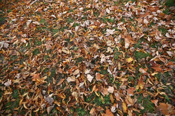 Желтые Листья Полу Фон Красочных Осенних Листьев Лесной Подстилке Абстрактные — стоковое фото