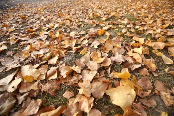 Hojas Amarillas Suelo Fondo Coloridas Hojas Otoño Suelo Del Bosque — Foto de Stock