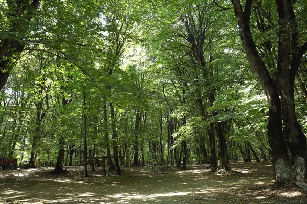 Национальный Парк Содерасен Азербайджане Исмаилли Красивый Зеленый Лес Весной Зеленые — стоковое фото