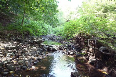 Azerbaycan, Ismayilli. Ormandaki Dağ Nehri. Şelaleli, derin yağmur ormanı ve deresi olan bir orman. Yavaş kaplama hızında hızlı su jeti güzel bir peri masalı etkisi yaratıyor. Nehir taşları