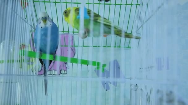 Papagaio Budgerigar Verde Azul Fechar Senta Gaiola Perto Espelho Budgie — Vídeo de Stock