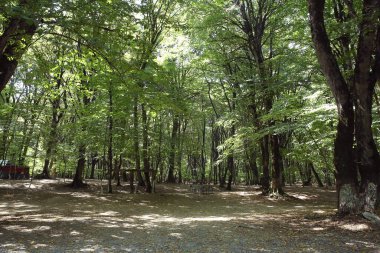 Azerbaycan Ismayilli 'deki Soderasen Milli Parkı. Baharda çok güzel yeşil bir orman. Ormanda yeşil ince ağaçlar. Bir kayın ormanındaki birkaç genç arasında yaşlı bir yosun örtülü kayın ağacı..