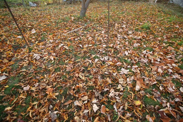 Gele Bladeren Vloer Achtergrond Van Kleurrijke Herfstbladeren Bosbodem Abstracte Herfstbladeren — Stockfoto