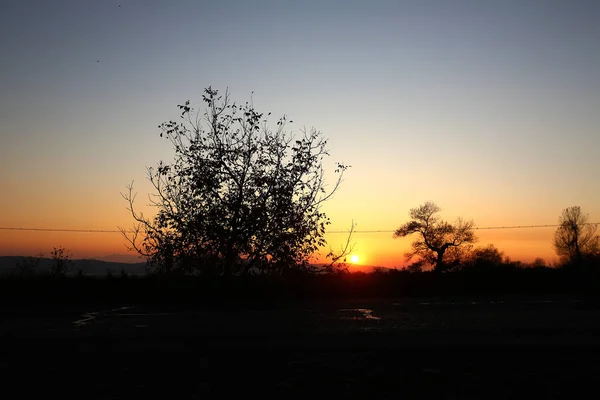 燃えるような夕日に対する孤独な木のシルエット 明るい夕日の木 夕暮れ時のオープンフィールドの孤独な木のシルエット鮮やかなオレンジ — ストック写真