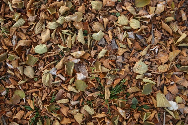 Gele Bladeren Vloer Achtergrond Van Kleurrijke Herfstbladeren Bosbodem Herfst Bladeren — Stockfoto