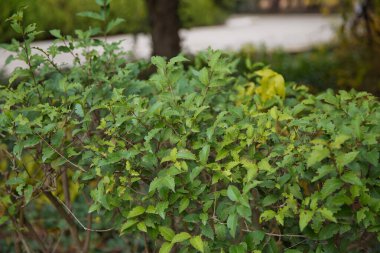 Balmumu yaprağı ligustrum yeşil çalı. Ligustrum lucidum. Ligustrum lucidum genellikle süs ağacı olarak kullanılır, bazen çeşitli biçimlerde..
