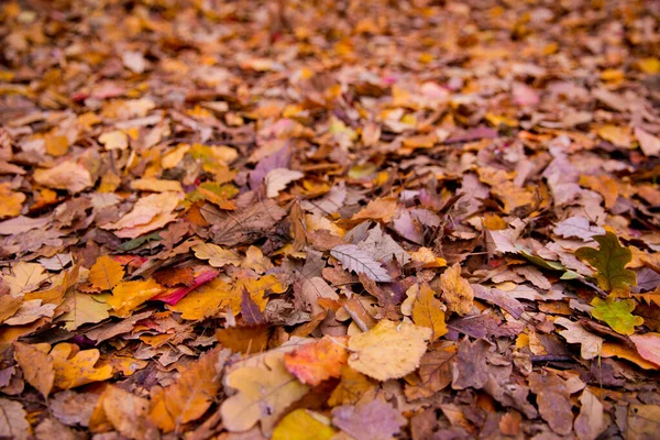 Gele Bladeren Vloer Achtergrond Van Kleurrijke Herfstbladeren Bosbodem Abstracte Herfstbladeren — Stockfoto