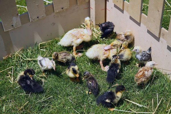 Yelloand Brown Duck Chicks Green Background Wooden Cage Little Ducklings — 图库照片