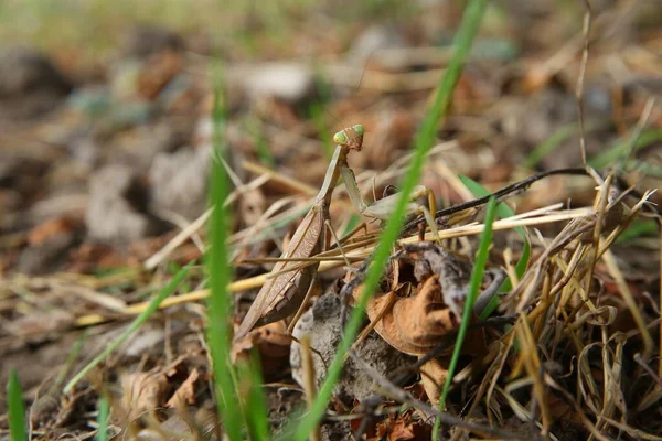 Den Gröna Gräshoppan Tittar Kameran Europeisk Mantis Religiosa Sitter Gräs — Stockfoto