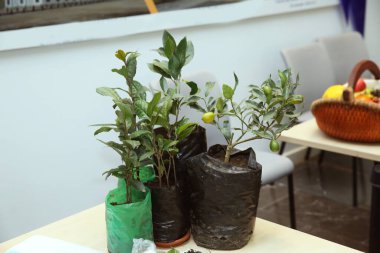 Masadaki küçük limon ağacı. Tencerede mandalina ağacı var. Terracotta kabında limon ağacı