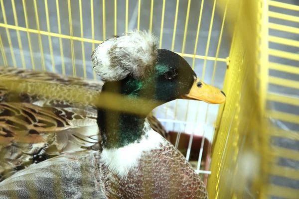 Pato Cinzento Trancado Dentro Gaiola Amarela Parecendo Triste Dobradiça Manchado — Fotografia de Stock