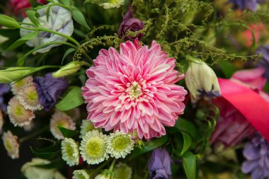 Kasımpatı parlak pembe çiçek. Kırpma yolu ile beyaz izole arkaplan üzerinde. Gölge falan yok. Bahçe çiçeği. Doğa.