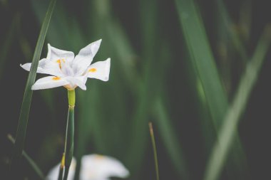 beyaz küçük çiçek