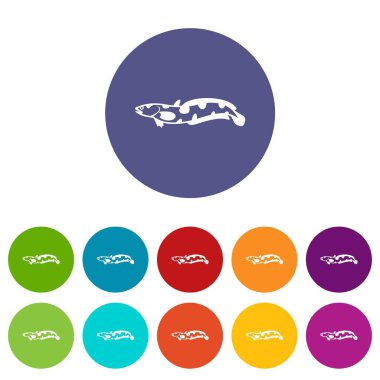 Anarhichas balık Icons set