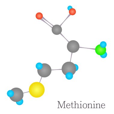 Methionine 3D molecule chemical science
