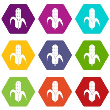 Renk altı yüzlü mısır koçanı Icon set