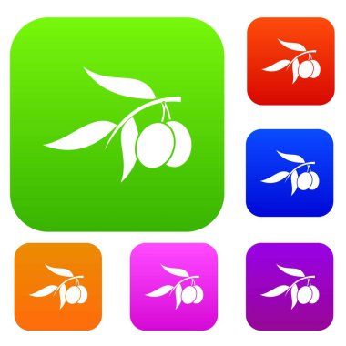 Zeytin ağacı dalı İki zeytinli koleksiyonu ayarla