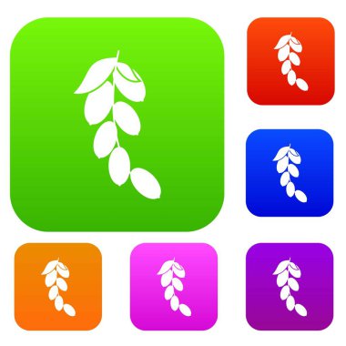 Şube cornel veya kızılcık set renk koleksiyonu çilek