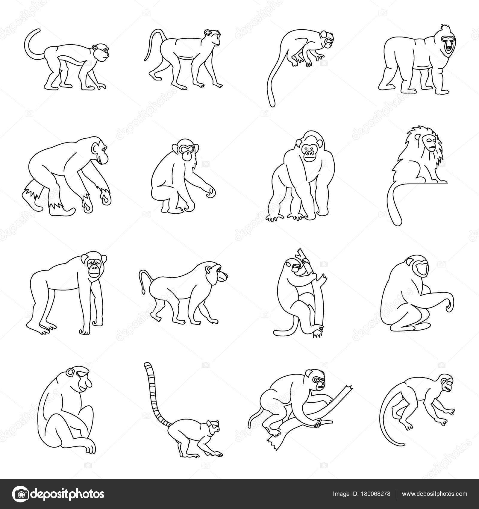 monkey types icons set outline style stock vector ylivdesign monkey outline