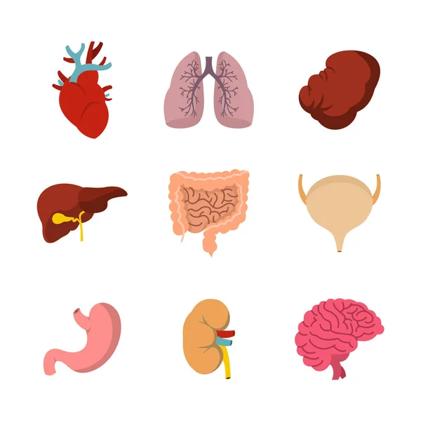 Conjunto de iconos de órgano interno humano, estilo plano — Archivo Imágenes Vectoriales