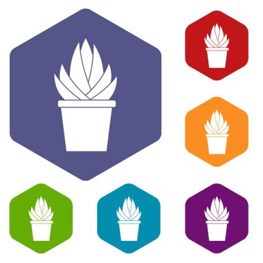 Aloe vera bitki Icons altıgen set