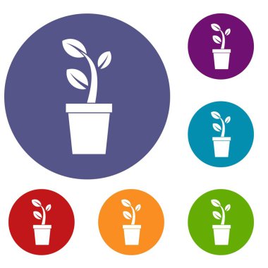 Pot simge kümesinde Filiz