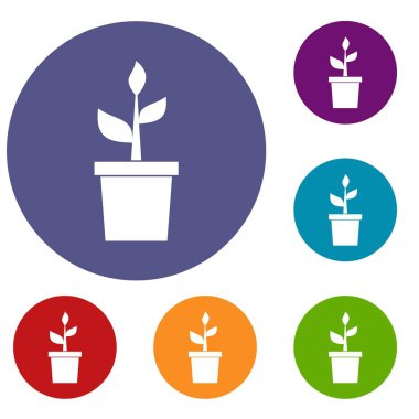 Kil pot simgeler kümesi içinde bitki