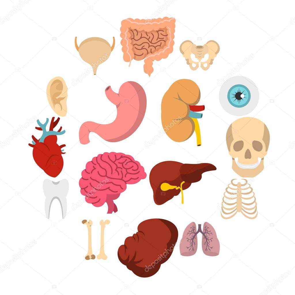 Human organs set flat icons