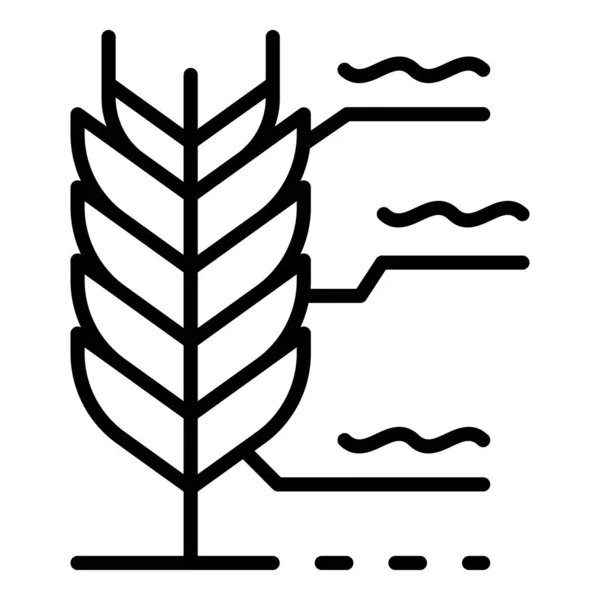 Tarwe plant icoon, omtrek stijl — Stockvector