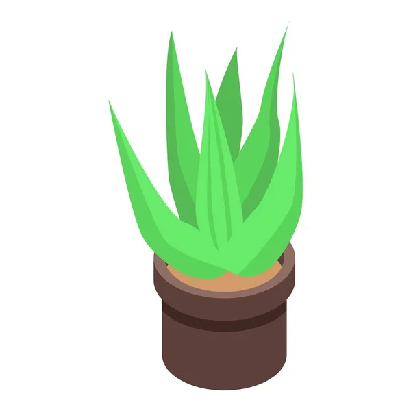 Aloe vera pot icon, isometric style — Stock Vector