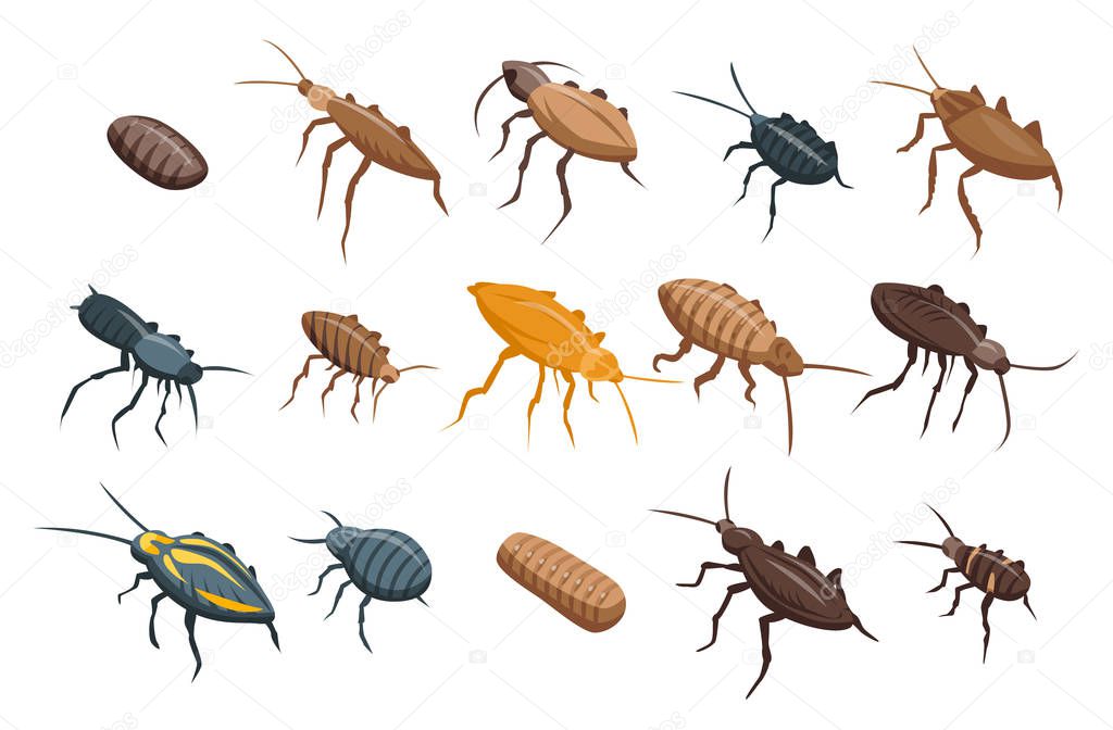 Cockroach icons set, isometric style