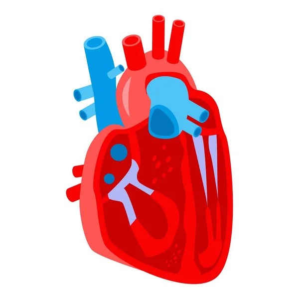 Sección icono del corazón humano, estilo isométrico — Vector de stock