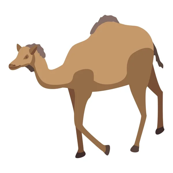 Zoo desierto camello icono, estilo isométrico — Vector de stock