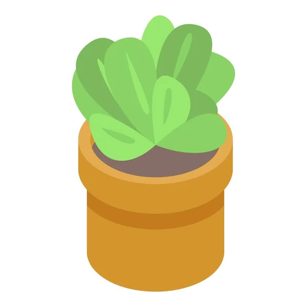 Suculenta planta de interior icono, estilo isométrico — Vector de stock