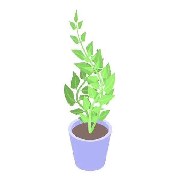 Indoor houseplant icon, isometric style — Stock Vector