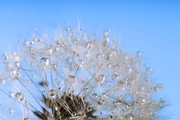 Löwenzahn Samen Tropfen Wasser Auf Blauem Hintergrund — Stockfoto