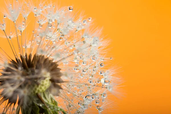 Löwenzahnsamen Tropfen Wasser Auf Orangefarbenem Hintergrund — Stockfoto