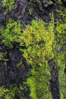 Yeşil ecek / ecek arka plan.