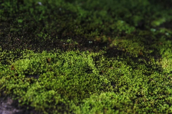 Green mos/ Mos Background. — Fotografie, imagine de stoc