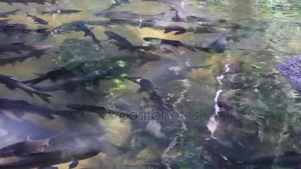 Cardumen de piedra de antimonio de pescado corriendo hacia adelante en el agua clara del río . — Vídeo de stock