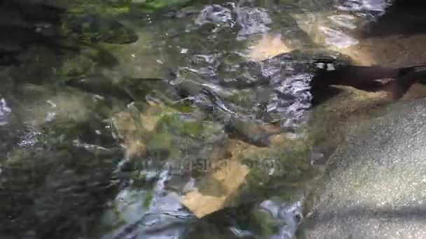 Peixe cardumes de pedra de antimônio correndo para a frente em águas claras do rio . — Vídeo de Stock