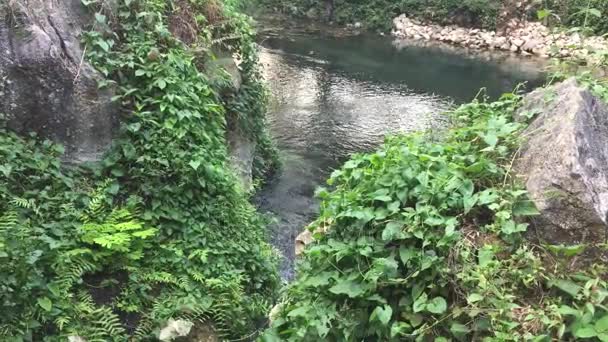 Arroyos de montaña y verde fresco . — Vídeo de stock