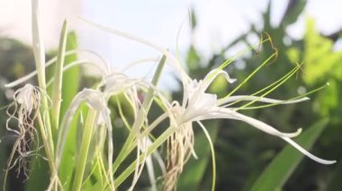 Beyaz örümcek Zambak çiçeği (Crinum asiaticum L kadar kapatın.)