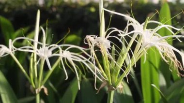 Beyaz örümcek Zambak çiçeği (Crinum asiaticum L kadar kapatın.)