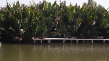 Palmiye ağaçlarının su doğal güzel mangrov orman Tayland.